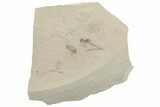 Damselfly (Zygoptera) Fossil - Green River Formation, Utah #213293-1